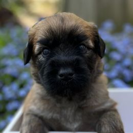 Boy 3 - Soft Coated Wheaten Terrier puppy in Newark, Ohio from Valleydayle Doodles and Wheatens