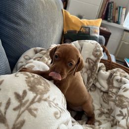 Vizsla Puppies from Foxfire Vizslas