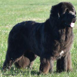 Renegade - Newfoundland