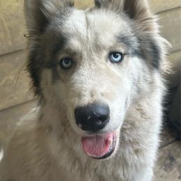 Bonnie - Siberian Husky