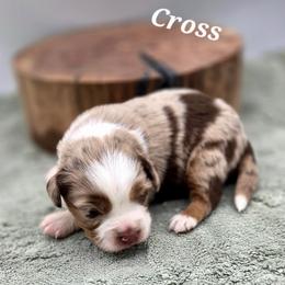 Cross - Red merle male Toy Australian Shepherd puppy in Viking, Minnesota from Son Shine Farm