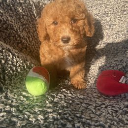 Bernedoodle, Goldendoodle, and Shih Tzu Puppies from TrueLine kennels