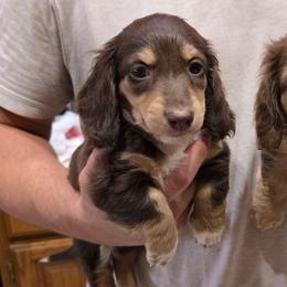 Sully - Chocolate and cream male Dachshund puppy in Oklahoma City, Oklahoma from OkieDoxieland Dachshunds