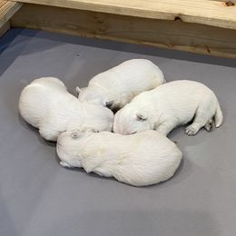 Boy 3 - White male West Highland White Terrier puppy in Idabel, Oklahoma from Ravens Nest Westies
