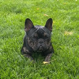 Bonnie with OFAs - Brindle female French Bulldog puppy in Billings, Montana from Yellowstone Frenchies