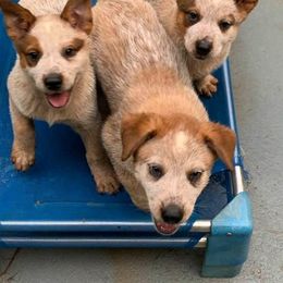 Australian Cattle Dog Puppies from Hollow Log ACDs