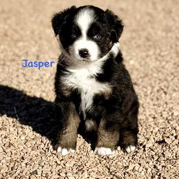 Jasper - Black tri male Miniature Australian Shepherd puppy in Chino Valley, Arizona from BlueZion Aussies