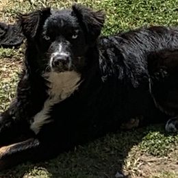 dixie - Australian Shepherd