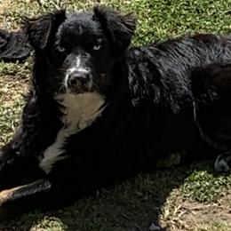 dixie - Australian Shepherd
