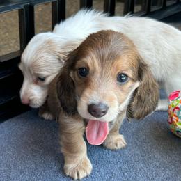 Blue Shaded Cream Girl - Gray (blue) and cream female Dachshund puppy in Belfair, Washington from CreekSide Mini Doxies