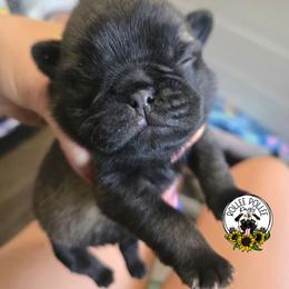 Boy2 - Fawn male Pug puppy in Keysville, Georgia from Rollee Pollee Pugs
