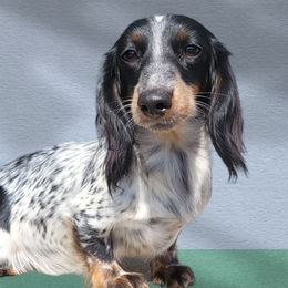 Letty - Dachshund