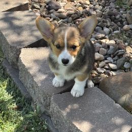 Brinley - Black and tan female Pembroke Welsh Corgi puppy in Great Bend, Kansas from Mak-N-Hay Farms