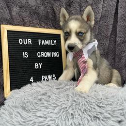 Jupiter - Agouti and white male Siberian Husky puppy in Lagro, Indiana from Siberian Huskies-Beckham the Great