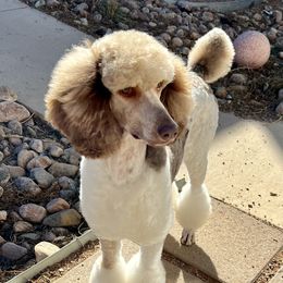 Peanut - Poodle