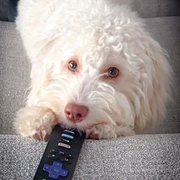 Double Doodle, Goldendoodle, Poodle, Yorkipoo, and Yorkshire Terrier All Grown Up from Edgewater Doodles & Designer Pups