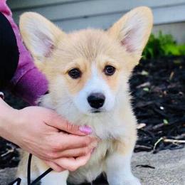 Pembroke Welsh Corgi Puppies from Edgewood Farm