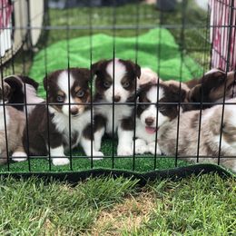 Miniature American Shepherd Puppies from All That Auss Mini Aussies