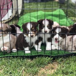 Miniature American Shepherd Puppies from All That Auss Mini Aussies