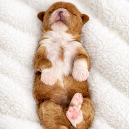 Girl 1 - Red  female Goldendoodle puppy in Pleasant Grove, Utah from Little legacy doodles