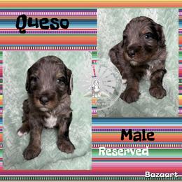 Queso - Blue merle male Bernedoodle puppy in Godwin, North Carolina from Farm Sweet Farm Doodles