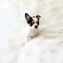 Ladybug - Black and white female Chihuahua puppy in Sacramento, California from Honey Bee Chihuahua’s