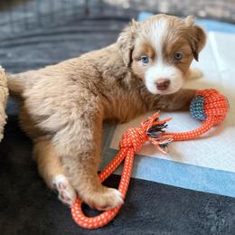 Ember - Red merle female Miniature American Shepherd puppy in Phoenix, Arizona from Outlaw Minis