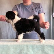 Lowchen Puppies from Dragonne Lowchen