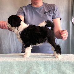 Lowchen Puppies from Dragonne Lowchen