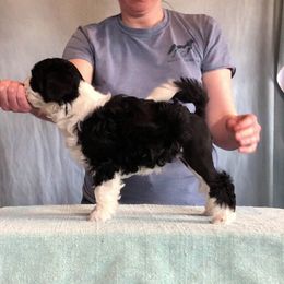 Lowchen Puppies from Dragonne Lowchen