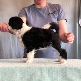 Lowchen Puppies from Dragonne Lowchen