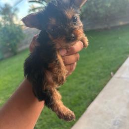 Male 1 - Blue and gold male Yorkshire Terrier puppy in Pomona, California from Carbajal Yorkshire Terriers