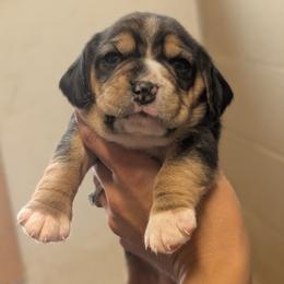 Bailey - Black tan and white female Beagle puppy in Baltimore, Maryland from Country Acres Farm