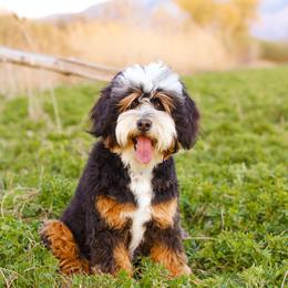 Aussiedoodles, Australian Mountain Doodles, and Bernedoodles from Cottonwood Creek Doodles