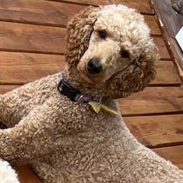Ginger - Labradoodle