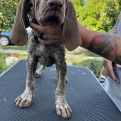 Bracco Italiano and Chihuahua Puppies from Snow Peak Kennel