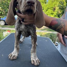 Bracco Italiano and Chihuahua Puppies from Snow Peak Kennel