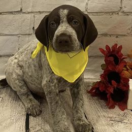 German Shorthaired Pointers from Rismiller German Shorthaired Pointer Puppies