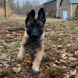 Belgian Malinois All Grown Up from Detto Fatto Malinois