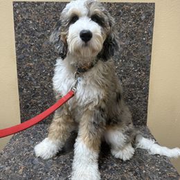 Aussiedoodle, Bernedoodle, Double Doodle, and Goldendoodle Puppies from Dandy Doodle Ranch