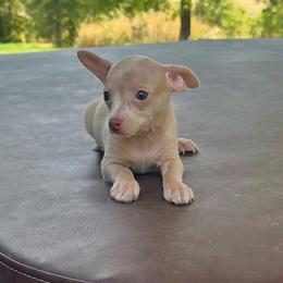 Moose - Merle male Chihuahua puppy in Alvord, Texas from Gift of Gods Favor