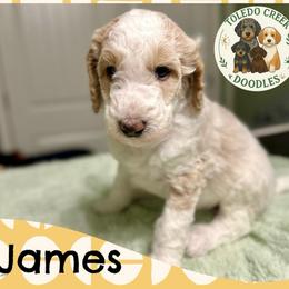 James - Parti male Goldendoodle puppy in Pasadena, Texas from Toledo Creek Doodles