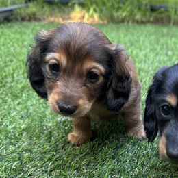 Dachshunds from Mini wienies