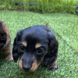 Dachshunds from Mini wienies