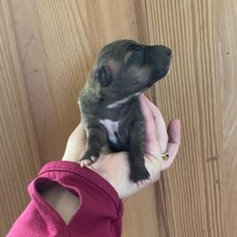 Sofia - Seal female Italian Greyhound puppy in Lancaster, Missouri from White Stone Ranch