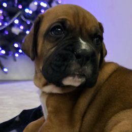 Rumble Honey - Fawn male Boxer puppy in Howey In The Hills, Florida from Bayla Belle & Blossom's Boxers