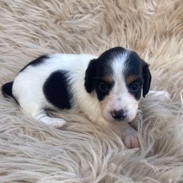Oakley READY X-MAS WEEK - Piebald female Dachshund puppy in Purdy, Missouri from Shotgun Pups