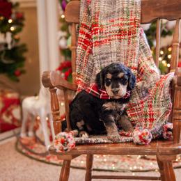 Poodle Puppies from Setting the Standard Poodles