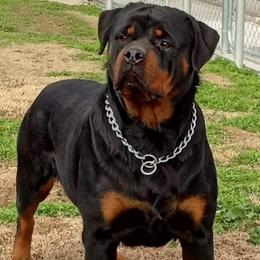Rottweiler All Grown Up from Von Decker Rottweilers