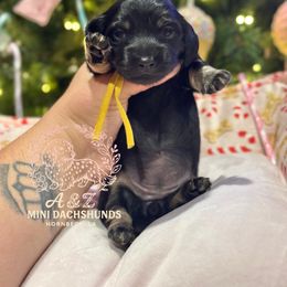 SunFlower - Black and cream female Dachshund puppy in Hornbeck, Louisiana from A&Z Mini Dachshunds